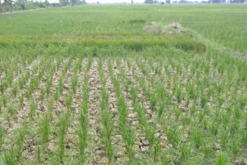 KTNA Indramayu perkirakan ratusan hektare padi terancam puso