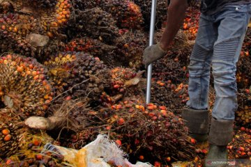 Harga sawit di Mukomuko naik lagi