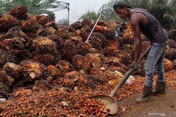 Kemendag: Harga referensi CPO turun periode 16-31 Oktober 2022