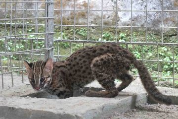 Wakil Ketua DPRD Jember serahkan anak kucing hutan ke BKSDA