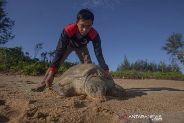 Penyu hijau di pantai Paloh