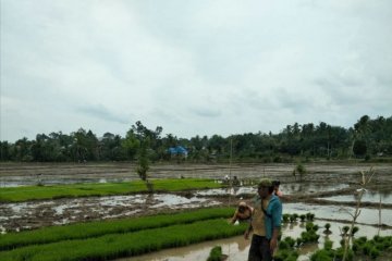 Pemkab Mukomuko naikkan gaji penyuluh pertanian swadaya