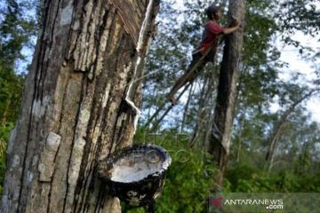 Upah Harian Pekerja Kebun Karet Di Bulukumba