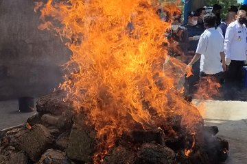 BNNP Lampung musnahkan ganja 240 kg dan sabu 5 kg