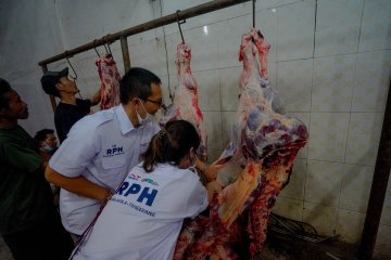 Berdikari kerja sama dengan RPH jaga suplai-harga daging sapi