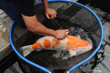 KKP bantu UMKM ekspor perdana Ikan Koi ke Malaysia