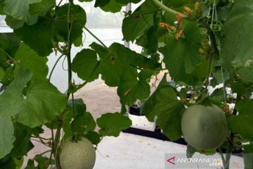 Agro Jabar panen melon hasil "smart greenhouse" hidroponik