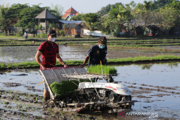 Mentan pilih produk BUMN Pertani salurkan bantuan benih padi ke Bekasi