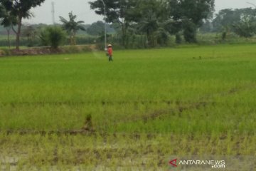 Jasindo bayarkan klaim 114,47 hektare tanaman padi gagal panen