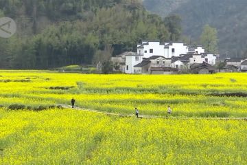 Bunga rapa bermekaran di Anhui, China timur