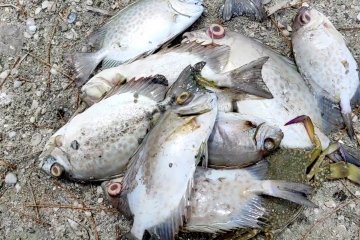 Cek kematian ikan di Pantai Cemara Bangka, sampel ikan & air diuji