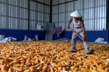 Caturwulan pertama produksi jagung di Ngawi capai 100.821 ton