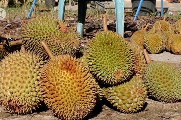 Buah durian dongkrak perekonomian Desa Punggur Kecil