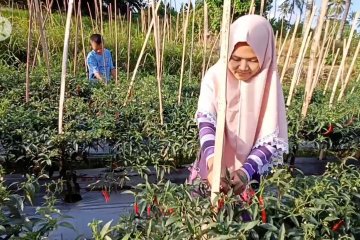 Petani cabai Cilegon optimalkan lahan dorong pemulihan ekonomi