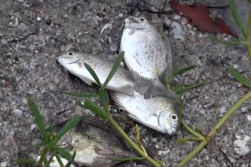 Ratusan ikan di Pantai Cemara Babel mati diduga akibat pencemaran air