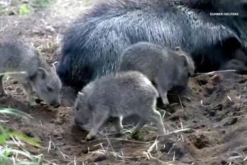 Penampakan bayi peccary yang terancam punah di kebun binatang AS