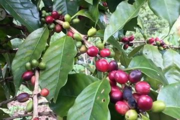 Langkah Bupati Sigi dukung ekspor kopi Desa Dombu