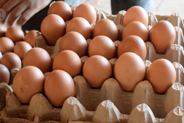 Permintaan berbeda, distribusi telur Kota Padang sampai ke Jawa