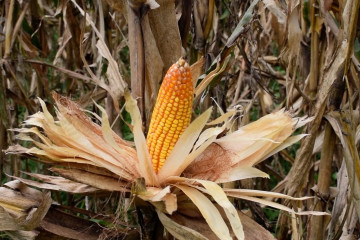 Produksi jagung Kota Padang kuartal pertama 2021 capai 186 ton