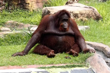 Kebun Binatang Surabaya bangkit di tengah pandemi