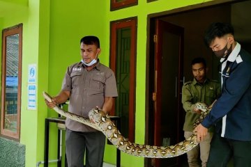 Makan ternak, 3 ular piton dievakuasi di Sultra