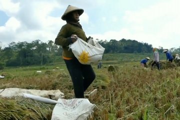 Pemkab Magelang dorong petani ikut asuransi pertanian