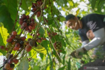 Pemda diminta fokus kembangkan komoditas hortikultura