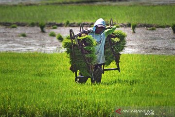 BPS: Nilai Tukar Petani naik 0,44 persen pada Mei 2021