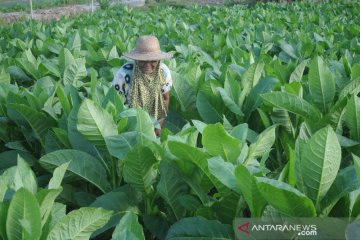 Rencana pembangunan kawasan industri hasil tembakau di Pamekasan