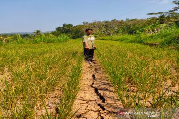 Tanaman padi seluas 25 hektare di Kulon Progo gagal panen