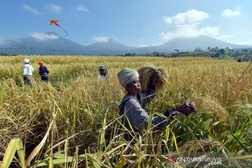 Petani didorong tetap produktif saat pandemi antisipasi masalah pangan