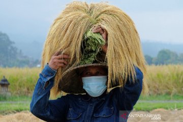 Tradisi panen raya padi merah di Tabanan