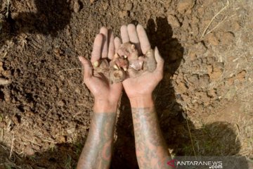 Pelatihan Budidaya Jahe Merah Bagi Mantan Pecandu