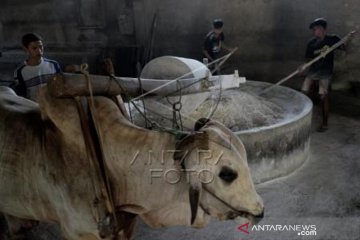 Industri Mie Lethek Yogyakarta