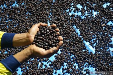 Swasta gandeng Unhas kerja sama penelitian budi daya kopi Toraja