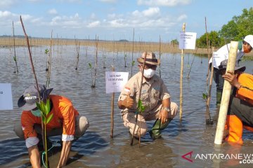 DLH Belitung tanam 100 bibit mangrove peringati hari lingkungan