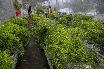 KETAHANAN PANGAN DI TENGAH PANDEMI