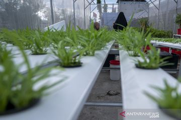 KETAHANAN PANGAN DI TENGAH PANDEMI