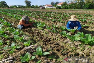 Buruh tani tembakau di Pamekasan terima BLT-DBHCHT