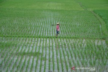 Pertani pasok 19.668 ton benih padi pada semester I tahun ini