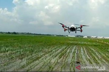 DKPP Probolinggo gunakan drone untuk semprot hama dan penyakit