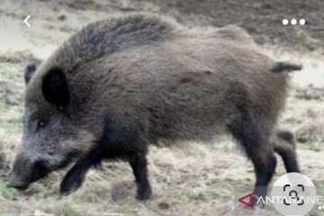 Pemburu tewas tertembak rekannya saat berburu babi hutan di Sukabumi