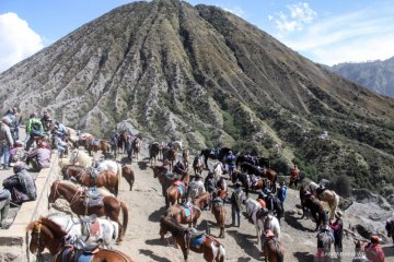 Jasa penyewaan kuda di Gunung Bromo