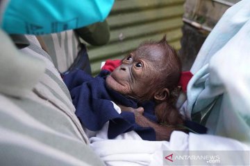 Bayi orangutan lahir di Gembira Loka Zoo Yogyakarta