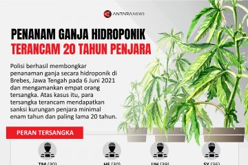 Penanam ganja hidroponik terancam 20 tahun penjara