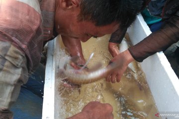 Penyebaran bibit ikan di Solok Selatan deteksi pencemaran