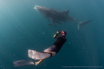 BBTN Teluk Cenderawasih dan CI bangun basis data populasi hiu paus