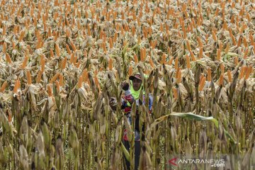 Target produksi jagung nasional
