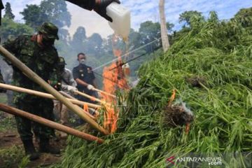 Operasi Pemusnahan Ladang Ganja