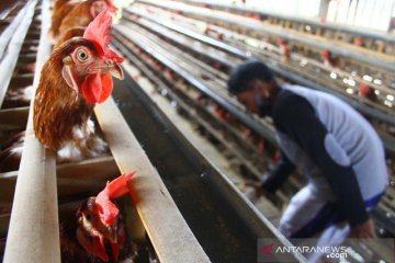 Peternak ayam petelur keluhkan kenaikan harga pakan